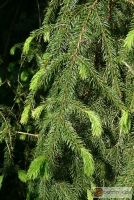 Picea abies Pendula major -- schmale Hängefichte